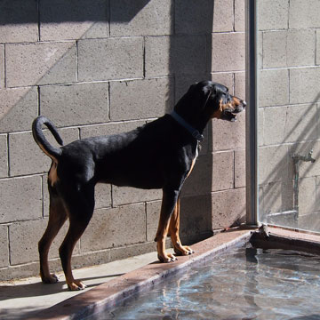 dog ranch boarding